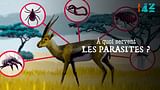 À quoi servent les parasites ?