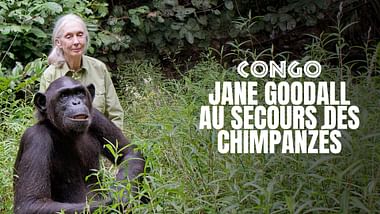 Jane Goodall au secours des chimpanzés du Congo