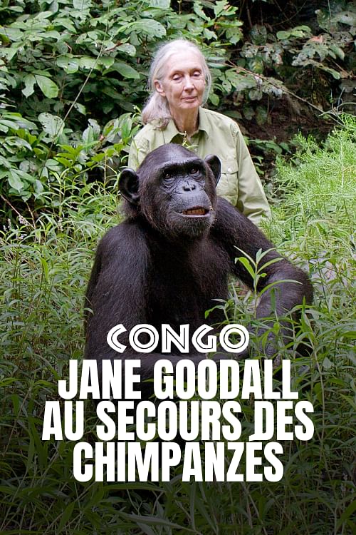 Jane Goodall au secours des chimpanzés du Congo.