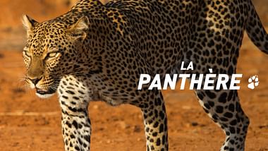 La panthère.