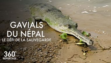Gavials du Népal, le défi de la sauvegarde.