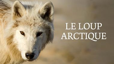 Le loup arctique