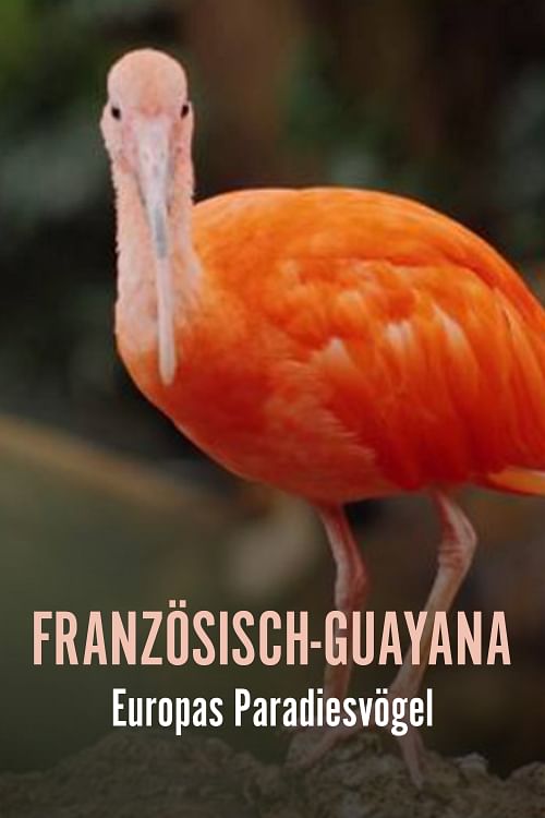 Französisch-Guayana - Europas Paradiesvogel.