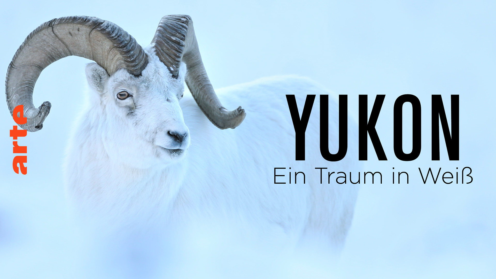 Yukon - Ein Traum in Weiß