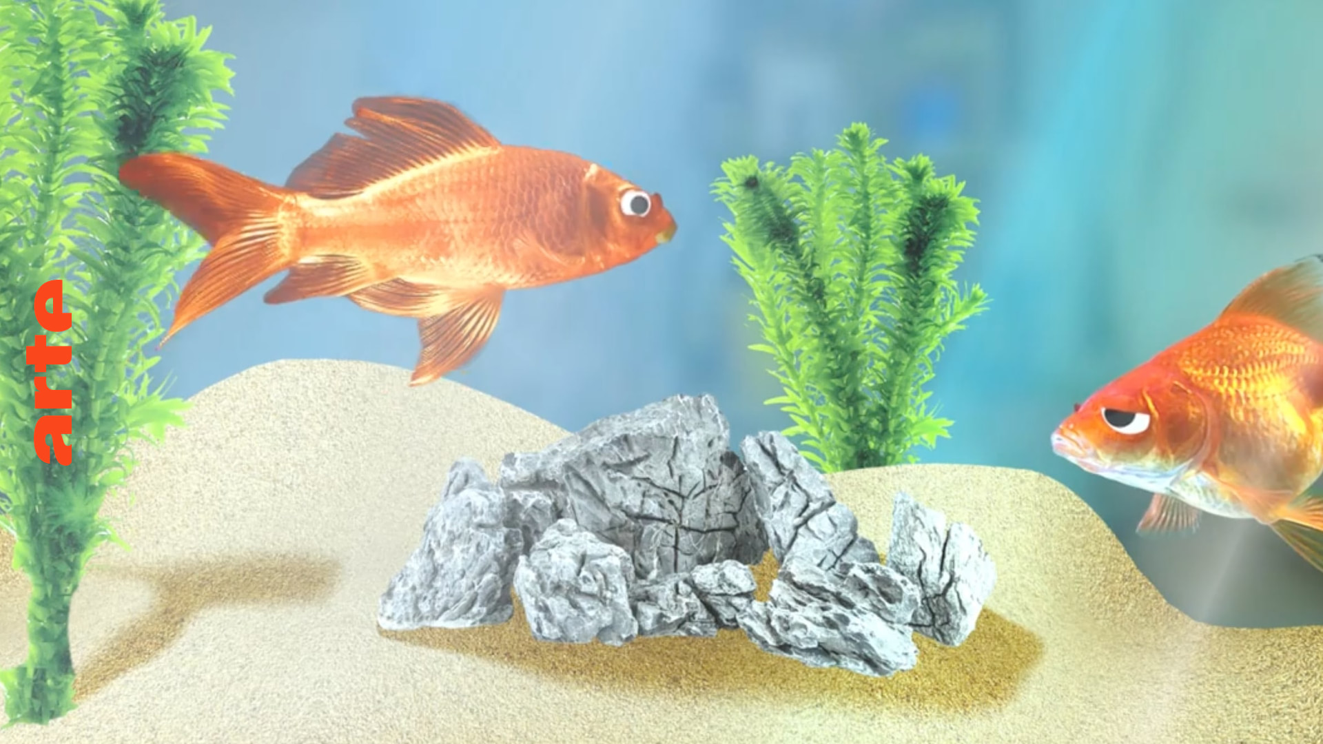 Wie vermehren sich Goldfische?