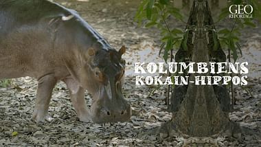 Kolumbiens Kokain-Hippos.
