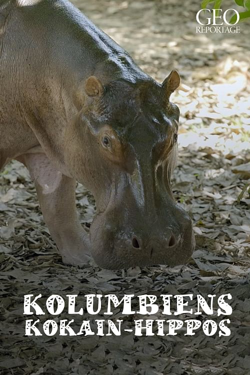 Kolumbiens Kokain-Hippos.