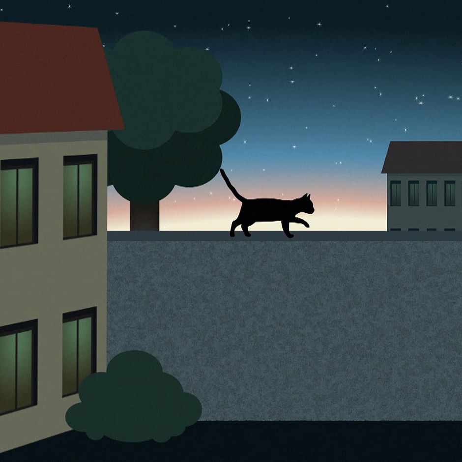 Pourquoi Les Chats Voient Ils Dans Le Noir Regarder Le Documentaire Complet Arte
