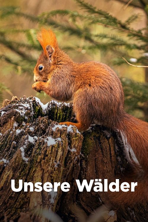 Unsere Wälder.