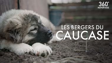Les bergers du Caucase - 360° Reportage
