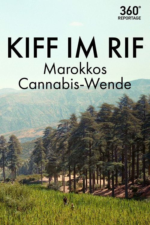 Kiff im Rif: Marokkos Cannabis-Wende.