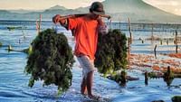 Indonsie, les cultivateurs de la mer en streaming