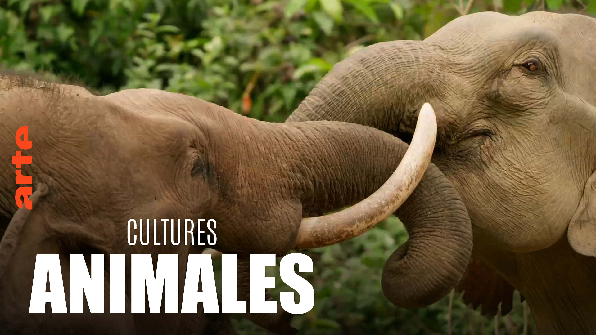 1920x1080?type=TEXT&watermark=true