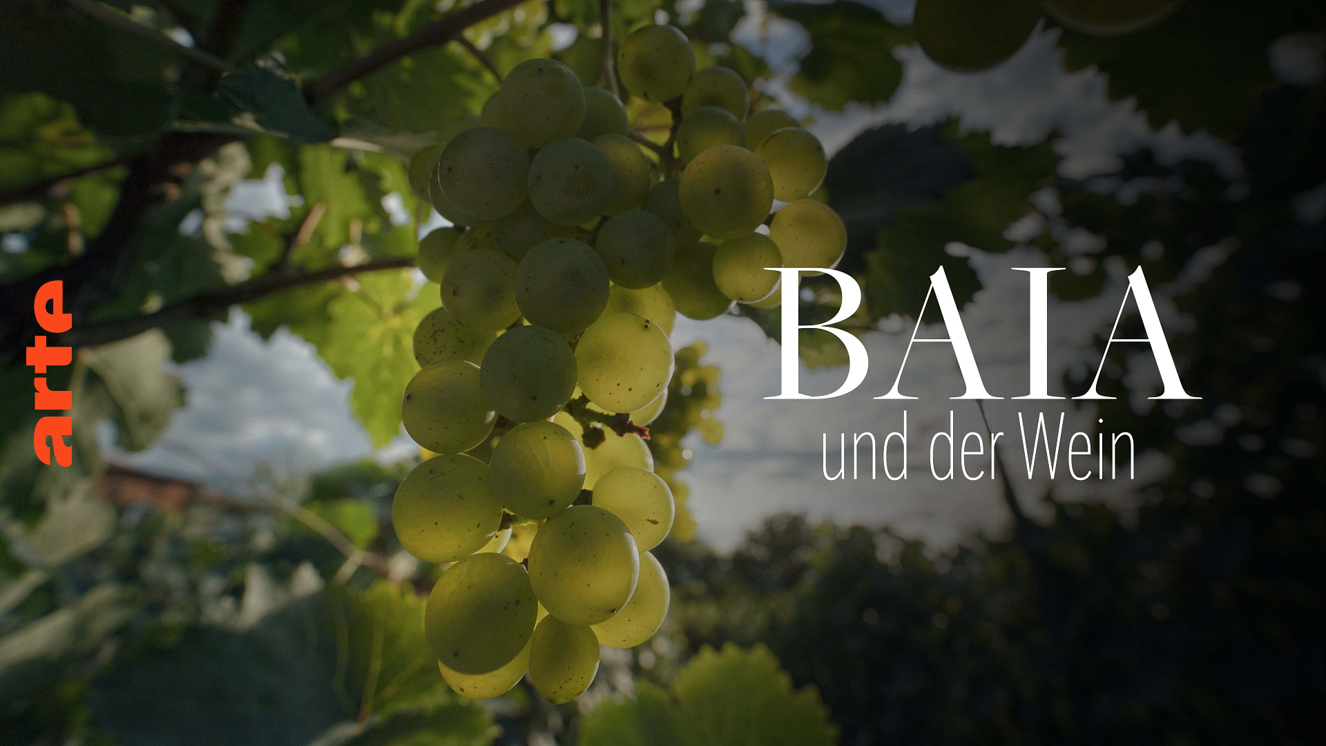 Baia und der Wein