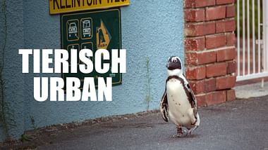 Tierisch urban