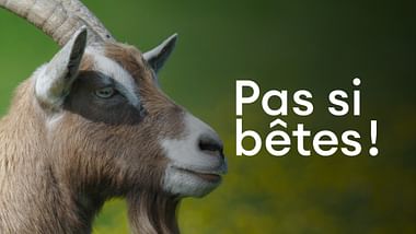 Pas si bêtes !.
