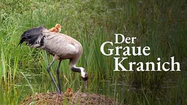 Der Graue Kranich.
