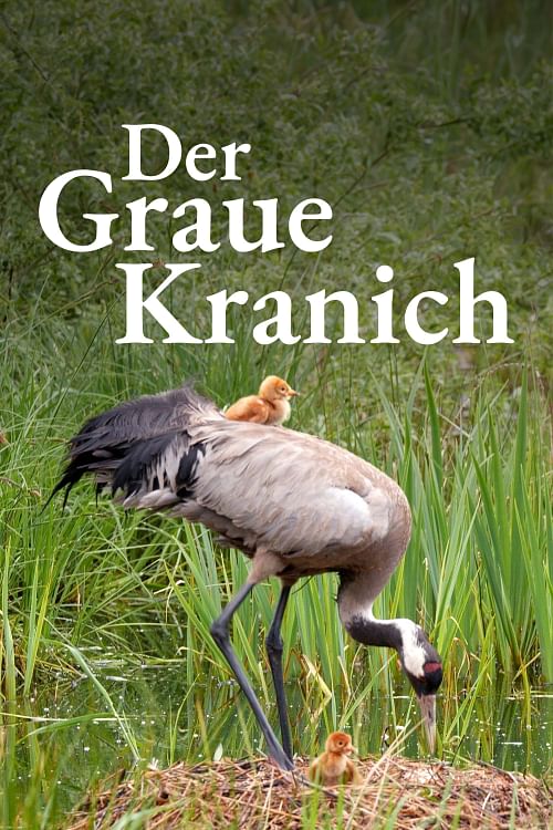 Der Graue Kranich.