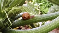 Le petit peuple du potager en streaming