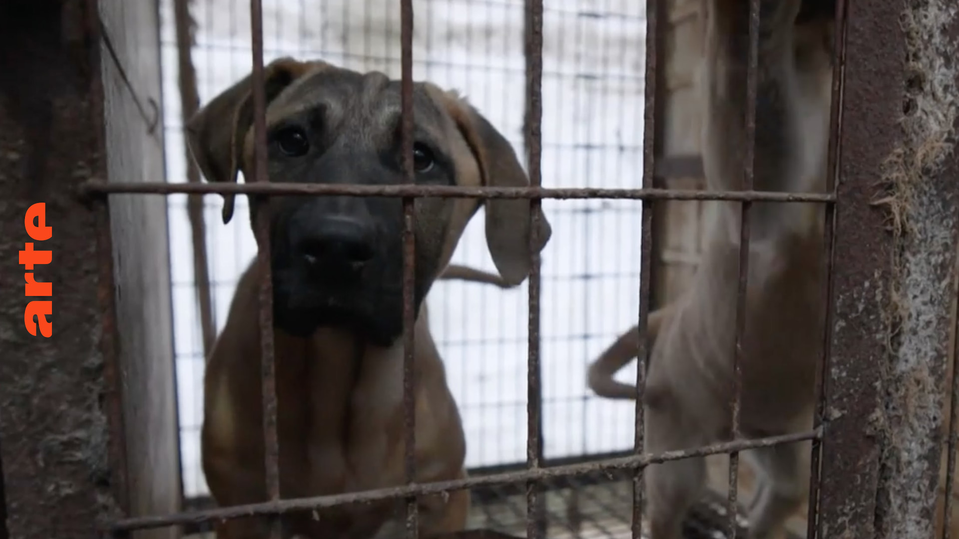 Südkorea verbietet Verzehr von Hundefleisch