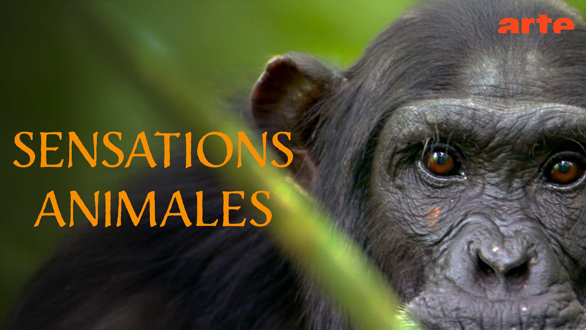 Sensations animales - Voir et être vu - Regarder le documentaire ...