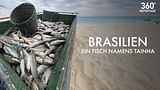 Brasilien: Ein Fisch namens Tainha