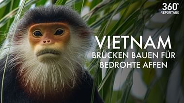 Vietnam: Brücken für bedrohte Affen.