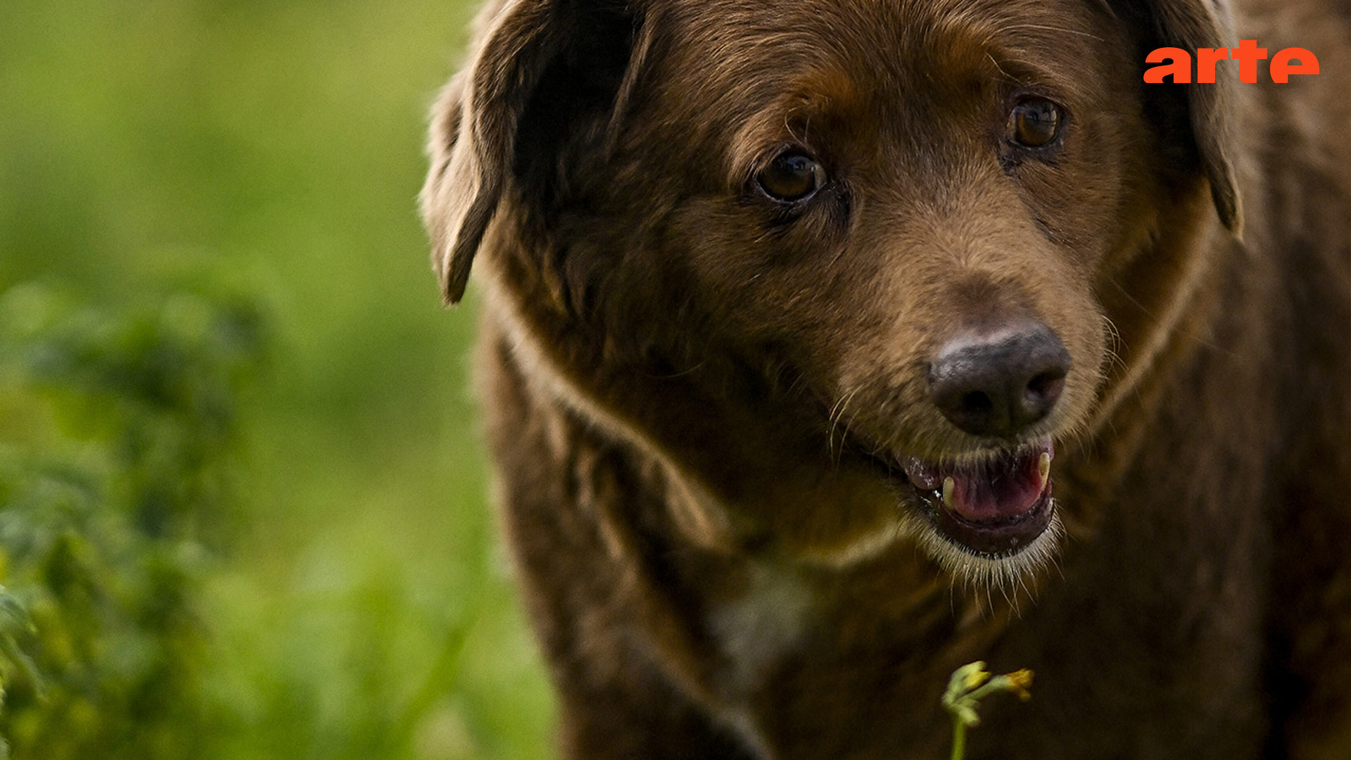 Bobi le chien le plus vieux du monde 28 Minutes (27/10/23) Regarder l’émission complète ARTE