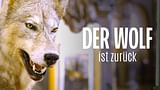 Der Wolf ist zurück