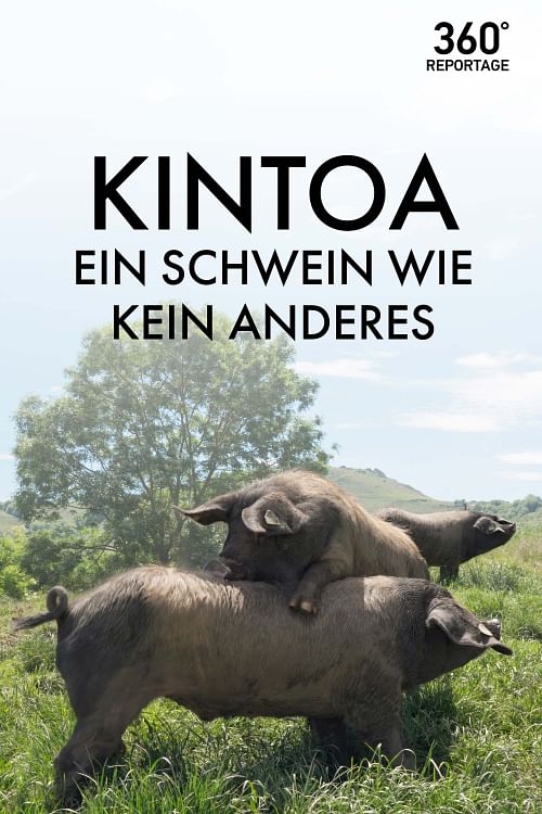 Kintoa.