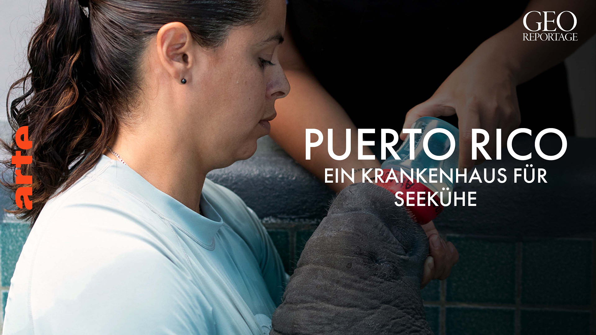 Puerto Rico: Ein Krankenhaus für Seekühe