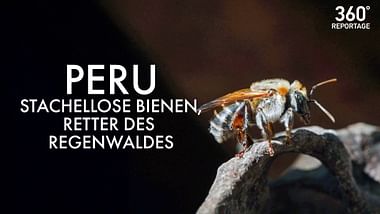 Peru: Stachellose Bienen