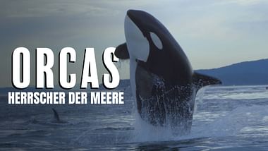 Orcas - Herrscher der Meere