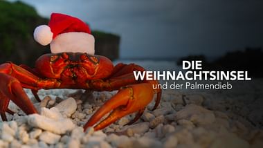 Die Weihnachtsinsel und der Palmendieb
