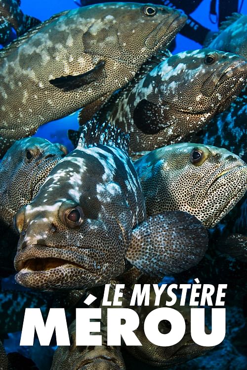 Le mystère mérou.