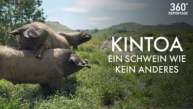 Kintoa, ein Schwein wie kein anderes.
