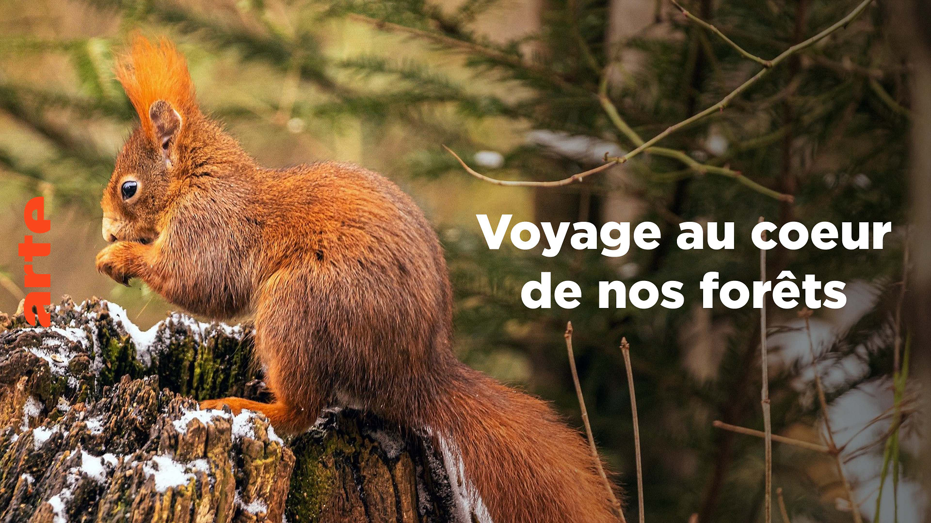 Voyage au coeur de nos forêts - Sous les arbres, la vie - Regarder le documentaire complet