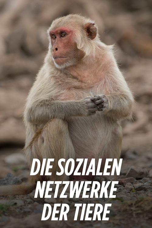 Die sozialen Netzwerke der Tiere.