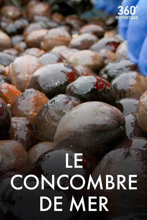 360° Reportage.