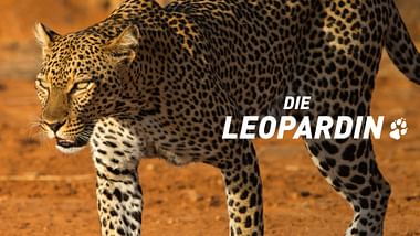 Die Leopardin.