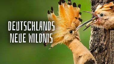 Deutschlands neue Wildnis