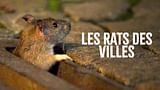 Les rats des villes