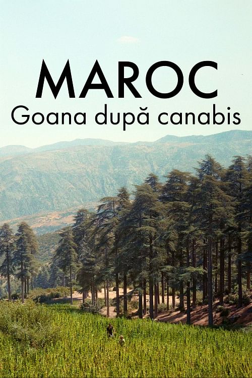 Fermele de canabis din Maroc.