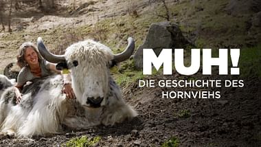 Muh! Die Geschichte des Hornviehs