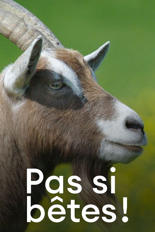 Pas si bêtes !.