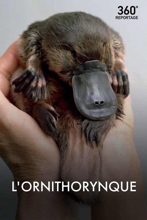L'ornithorynque.