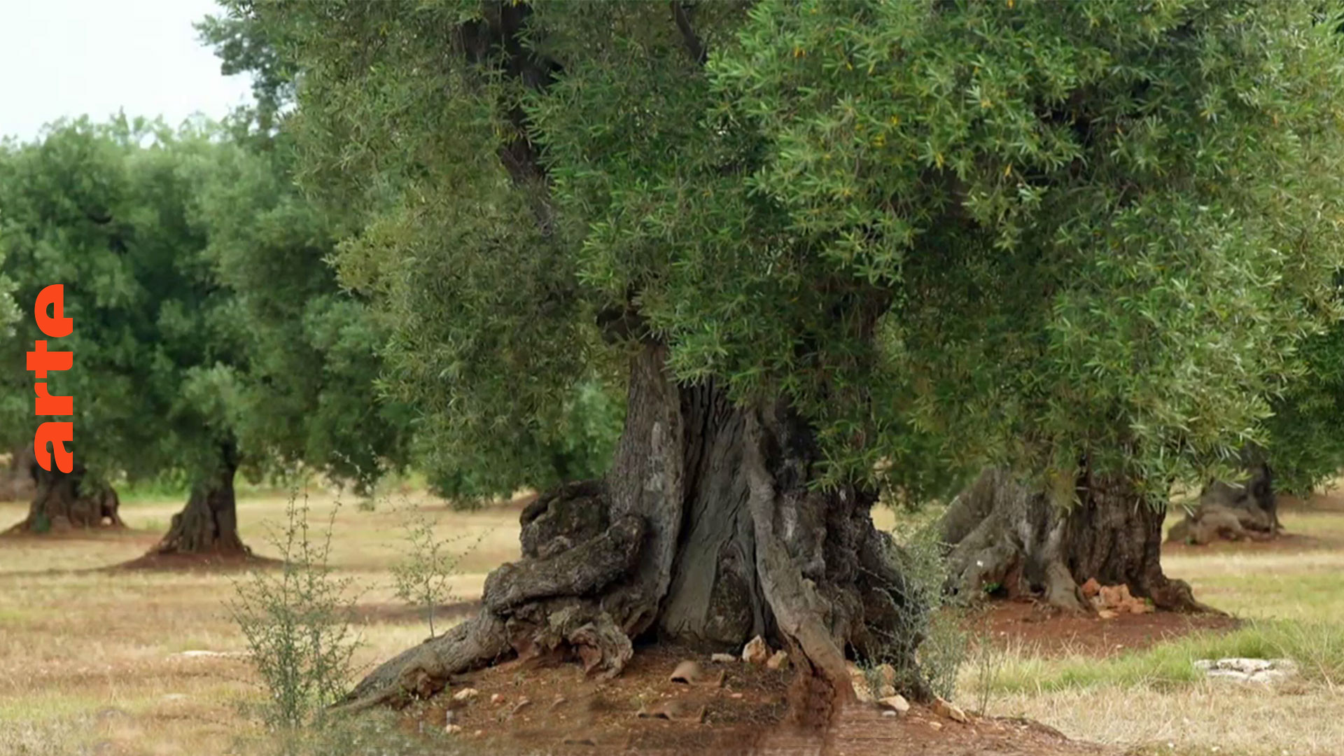 Apulien: Seit Jahrtausenden Oliven