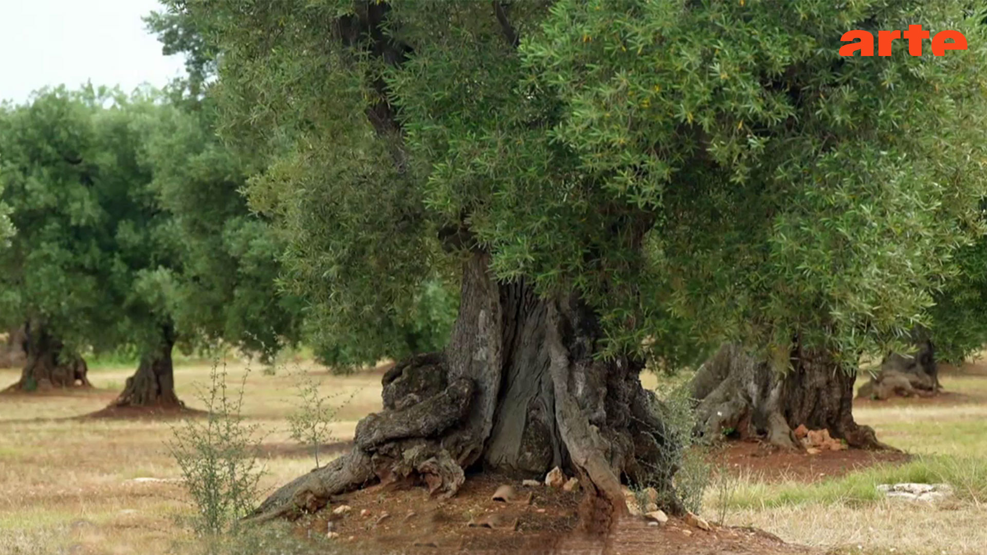 Apulien Seit Jahrtausenden Oliven Stadt Land Kunst (25/01/2024