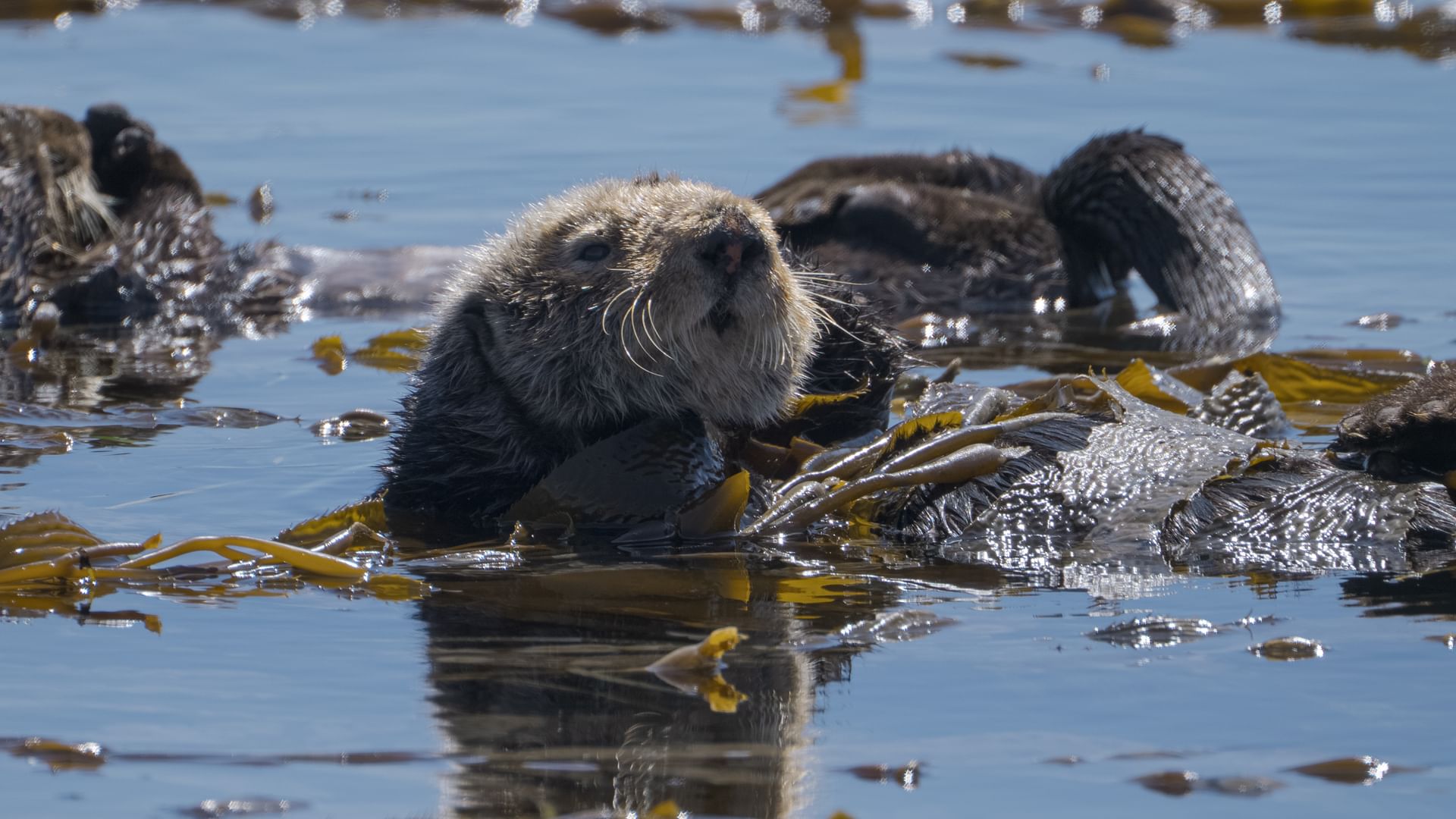 Wie Seeotter Kaliforniens Unterwasserwälder retten