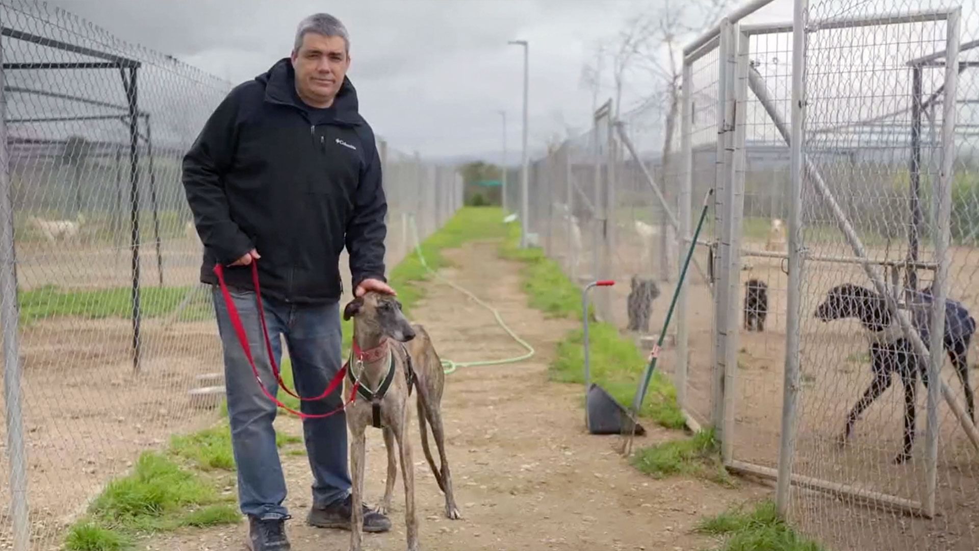 Die Qualen der spanischen Windhunde
